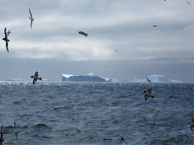 Icebergs and seabirds